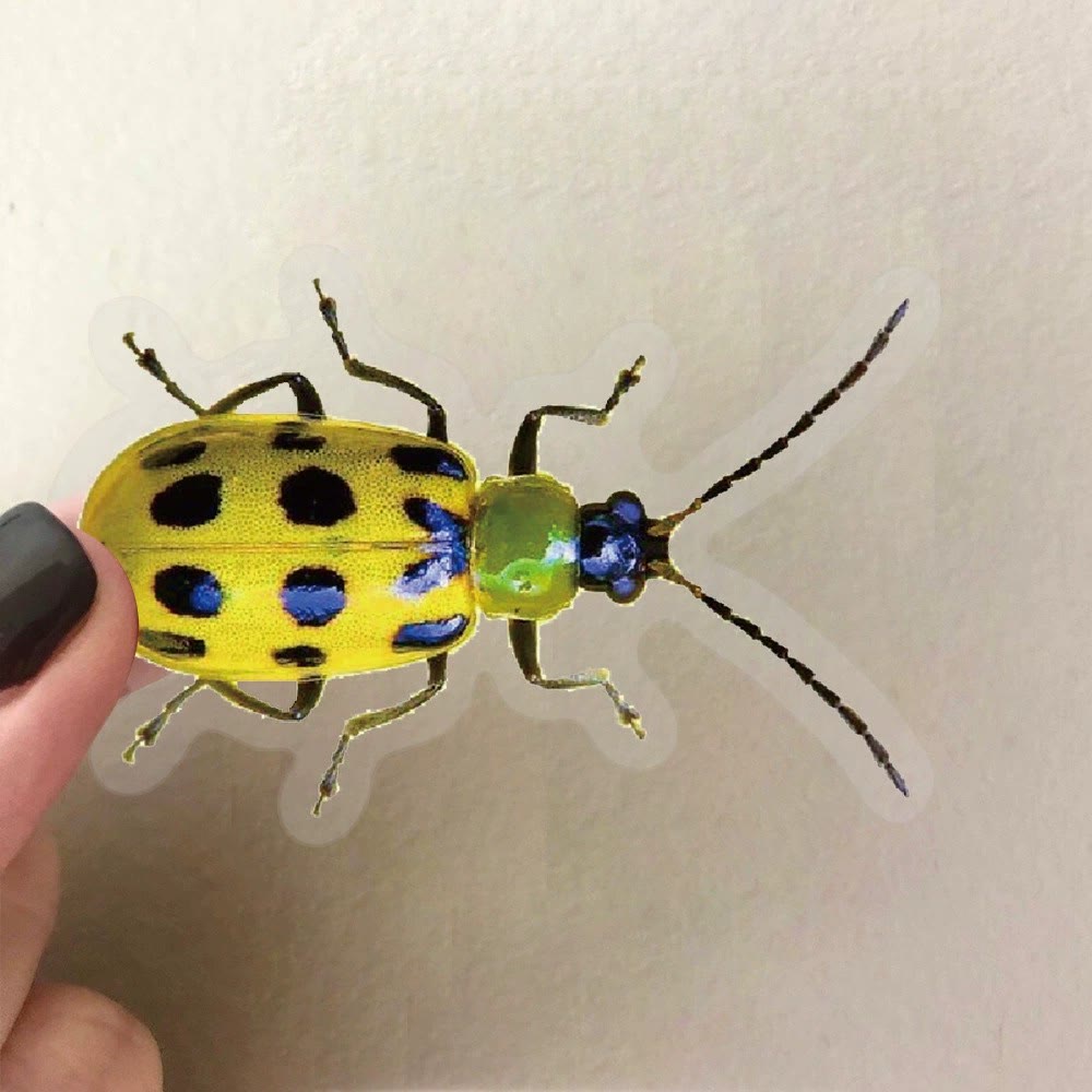 Rubbyoo 50pcs Beetle Sticker Pack - Realistic Insect Art | Perfect Gif ...